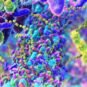 How Menopause Affects the Gut Microbiome